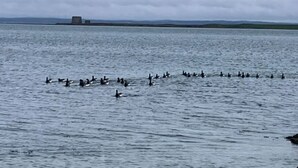 Een strand met een groep vogels die in het water zwemmen en een gebouw in de verte.