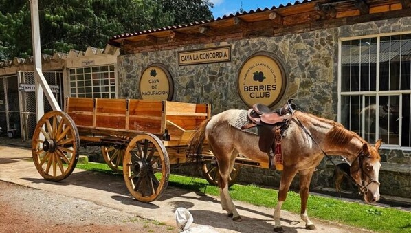 A horse-drawn carriage in front of a building with signs reading 'CAVA LA CONCORDIA' and 'BERRIES CLUB'. - Hotel Frutos del Bosque (Zacatlán)