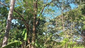 Un bosque denso con árboles altos y follaje verde.