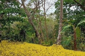 A natural landscape with dense foliage and a hill covered in yellow flowers.