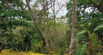 Comfortable and cozy refuge in the middle of the tropical jungle