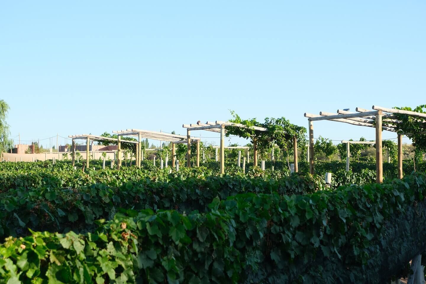 A vineyard with wooden trellises supporting vines.