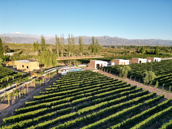 Viñedo con hileras de vides, piscina y varios edificios.