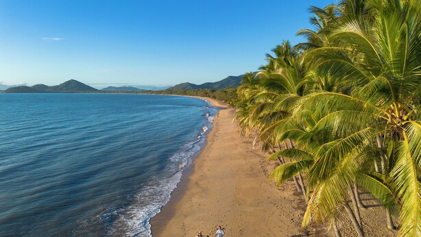 Una playa con palmeras y cielo despejado.