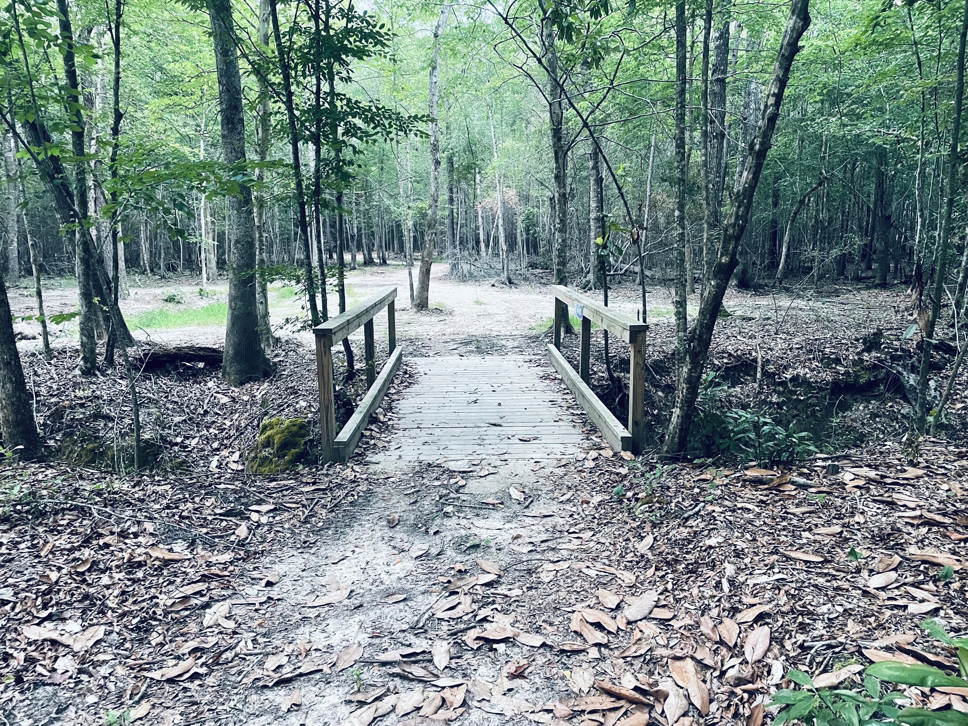 Un pont de fusta a un bosc, amb un camí de terra que hi convergeix.