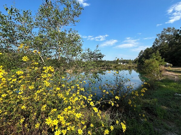 A natural landscape with a body of water, dense greenery, and yellow flowers.