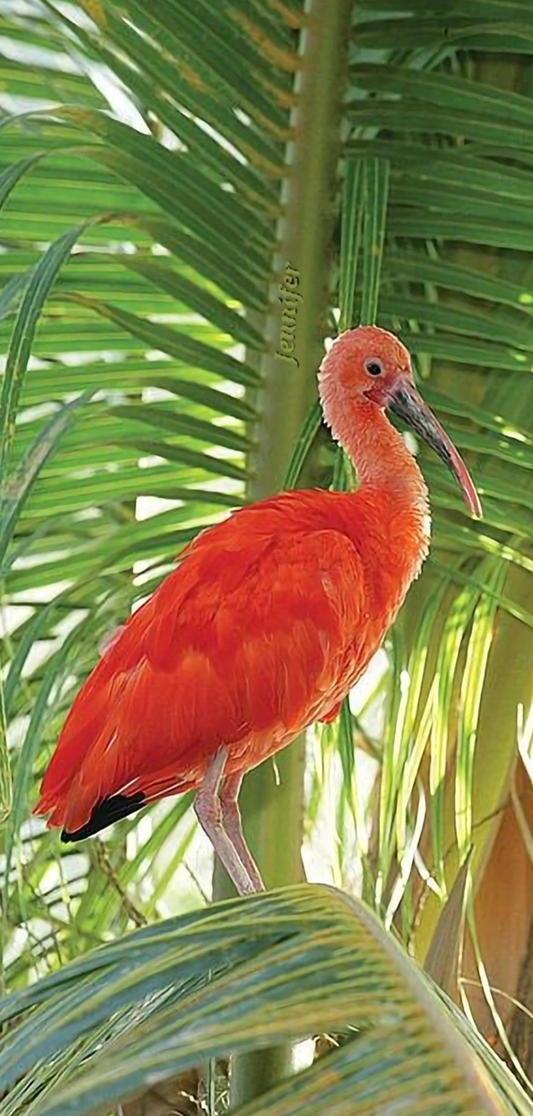 A bird perched on a palm tree.