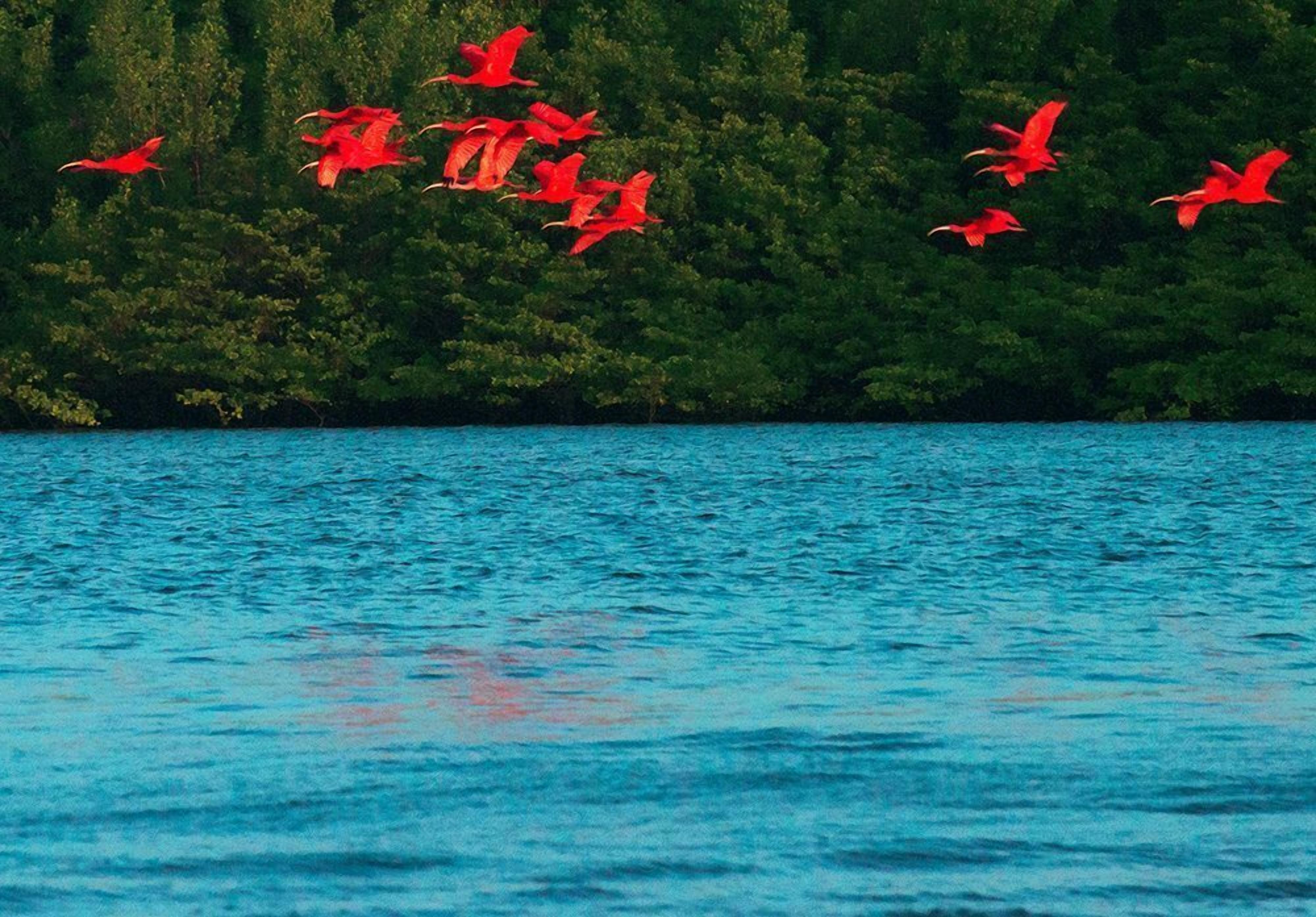 A group of flamingos flying over a body of water with a forested shoreline in the background.