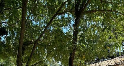 Large country house in the Ardèche in the middle of a vineyard with swimming pool.