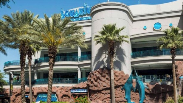 A building with a sign reading "Aquarium" and palm trees in front. - 2BR Houston Haven, Playground, Prime Location (Houston)