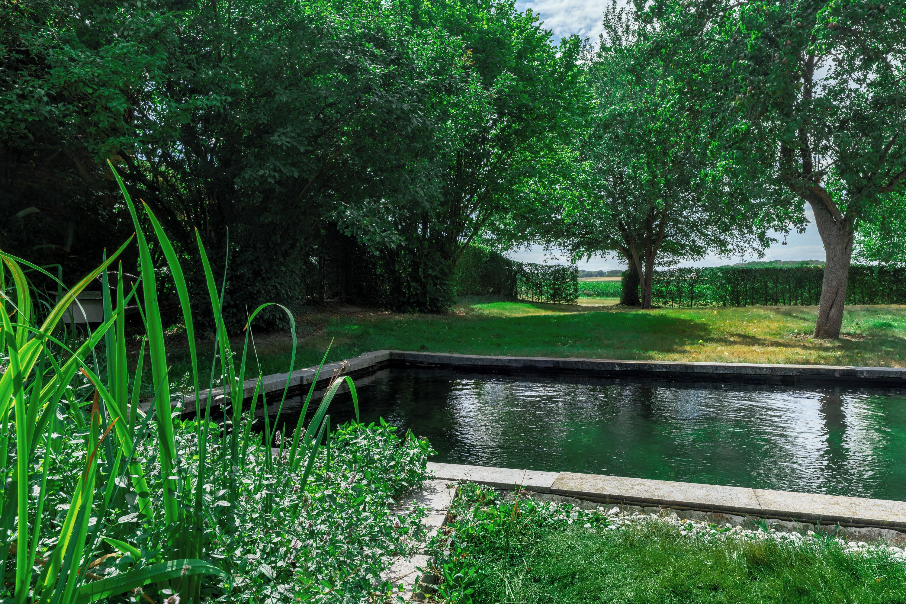 A rectangular pool with a stone edge, surrounded by lush greenery and trees.