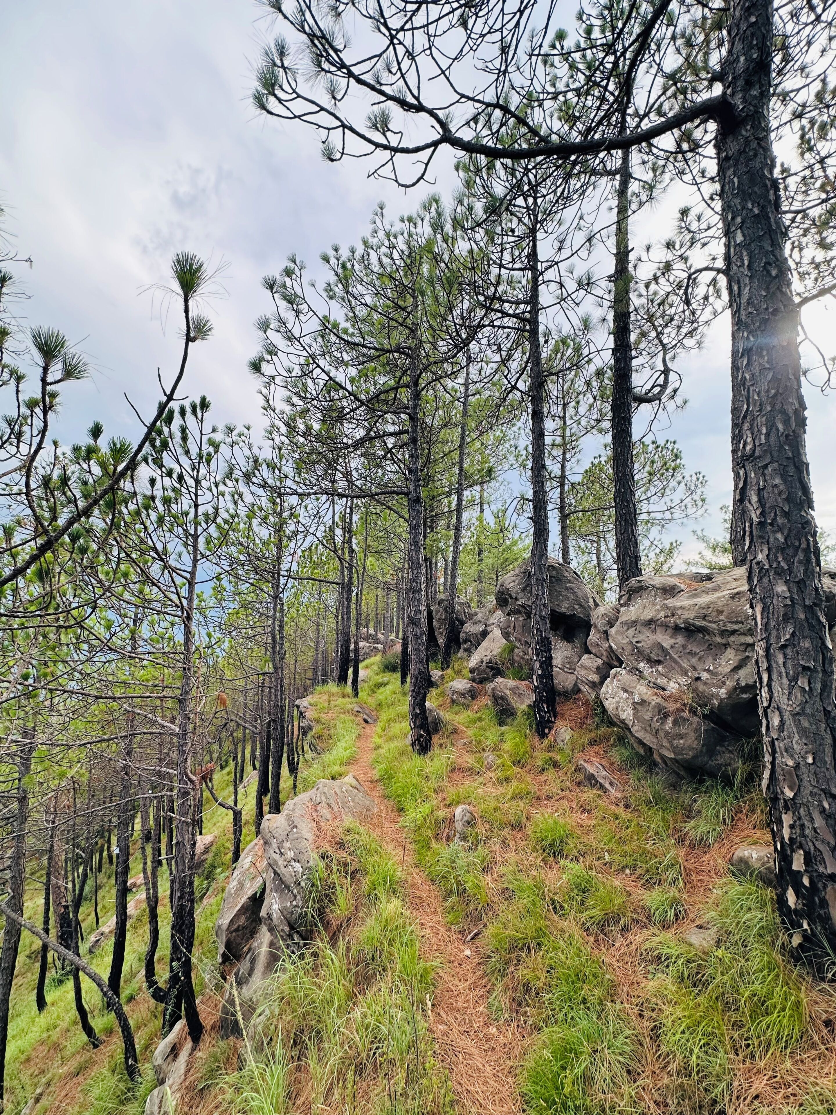 Un sendero boscoso para excursionismo con árboles y rocas grandes.