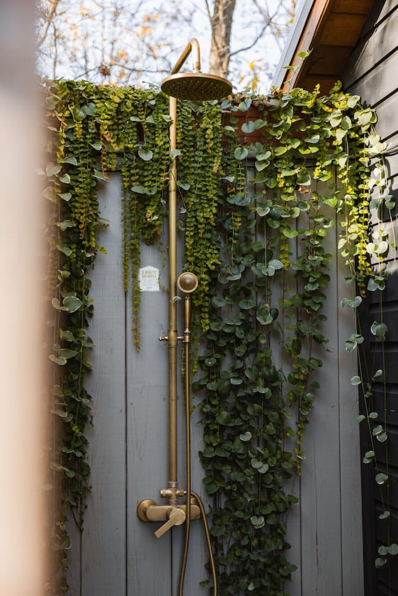 Un pommeau de douche à la finition dorée, entouré d’une luxuriante végétation de lierre sur un mur en bois.