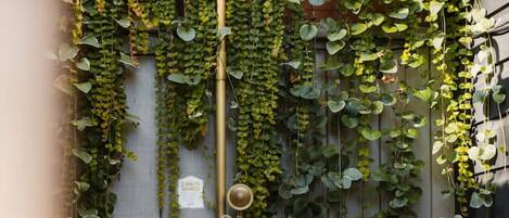 Un pommeau de douche à la finition dorée, entouré d’une luxuriante végétation de lierre sur un mur en bois.