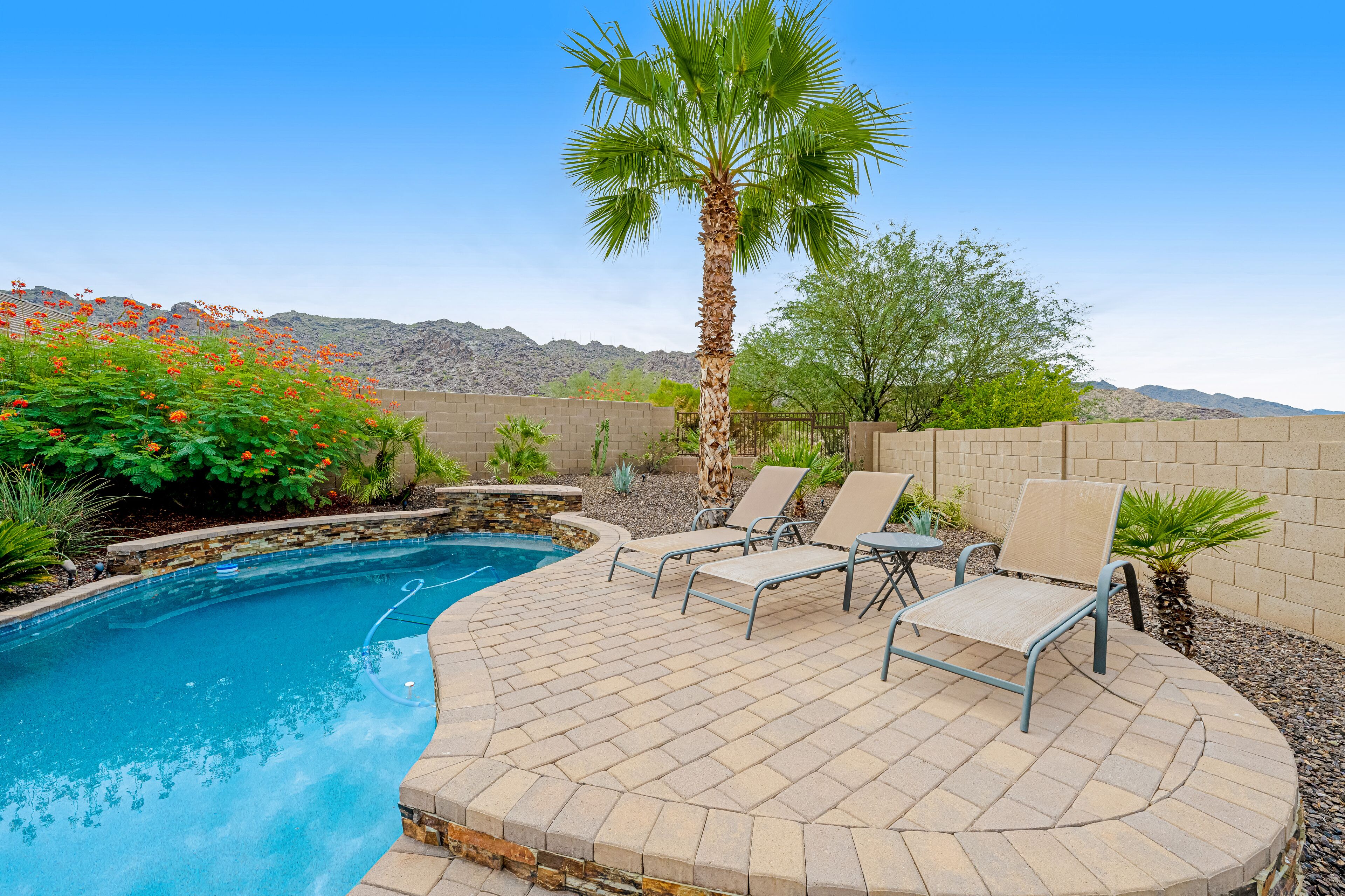 A pool area with a curved brick patio, lounge chairs, and a palm tree.