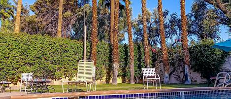 Una piscina con borde de azulejos, rodeada de altas palmeras y un seto.