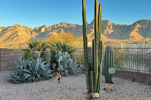 A desert garden with various cacti and succulents, a brick wall, and a metal fence.