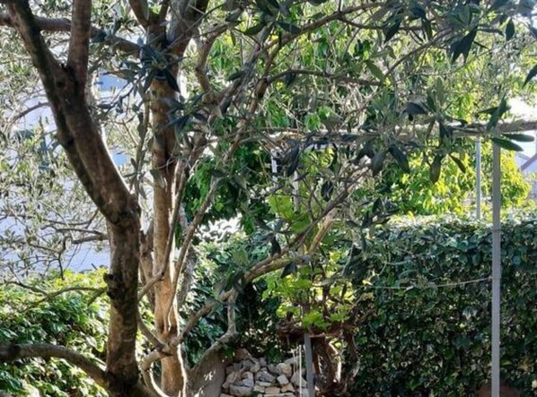 A tree with dense foliage and a stone wall in the background.