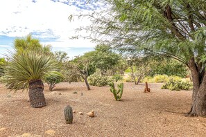 A desert garden with various cacti and a palm tree. - Bright home in Sun City with large patio & on-site golf & swimming! (Oro Valley)