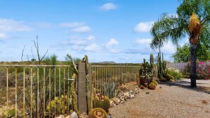 Een woestijntuin met cactussen, een palmboom en een metalen hek.