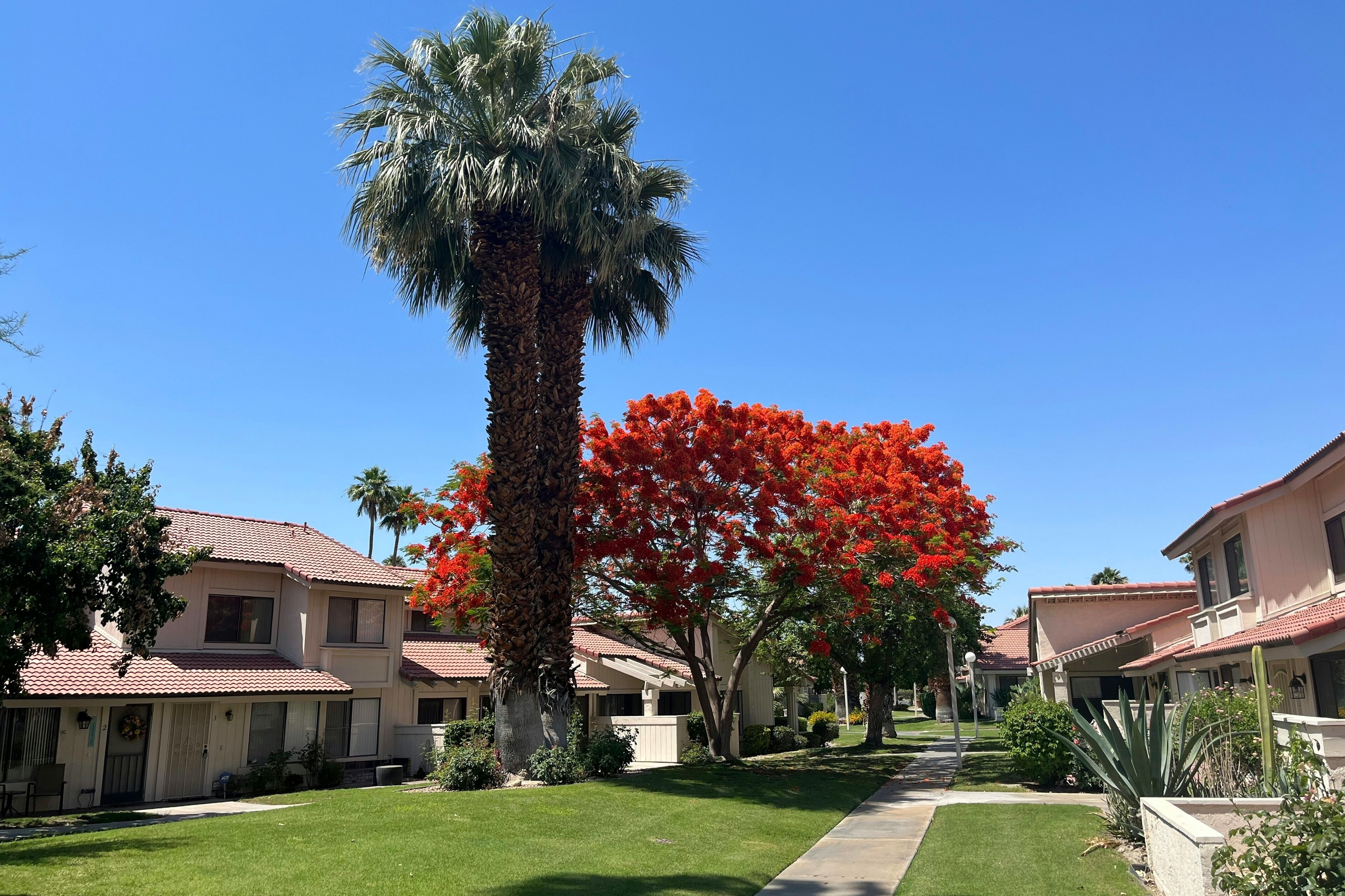A residential street with houses, a palm tree, and a red flowering tree.