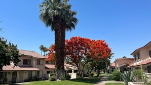 Eine Wohnstraße mit Häusern, einer Palme und einem Baum mit roten Blüten.