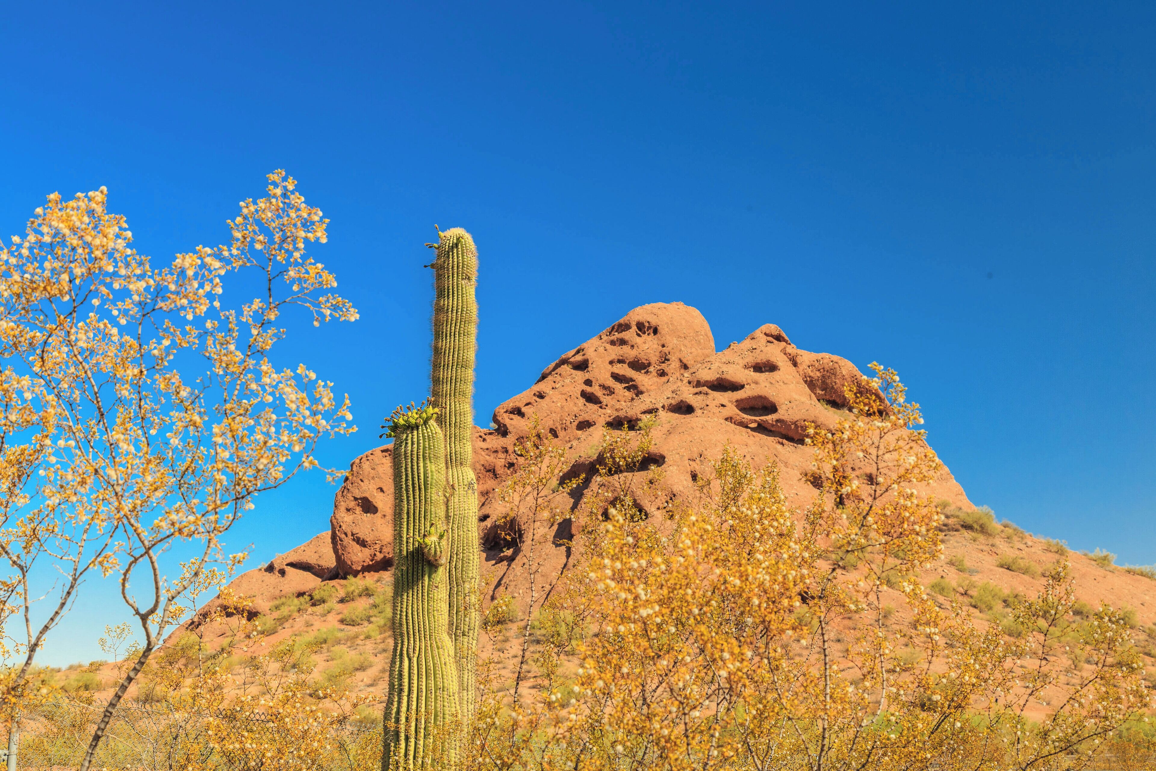 A cactus in a desert landscape with red rock formations and sparse vegetation.
