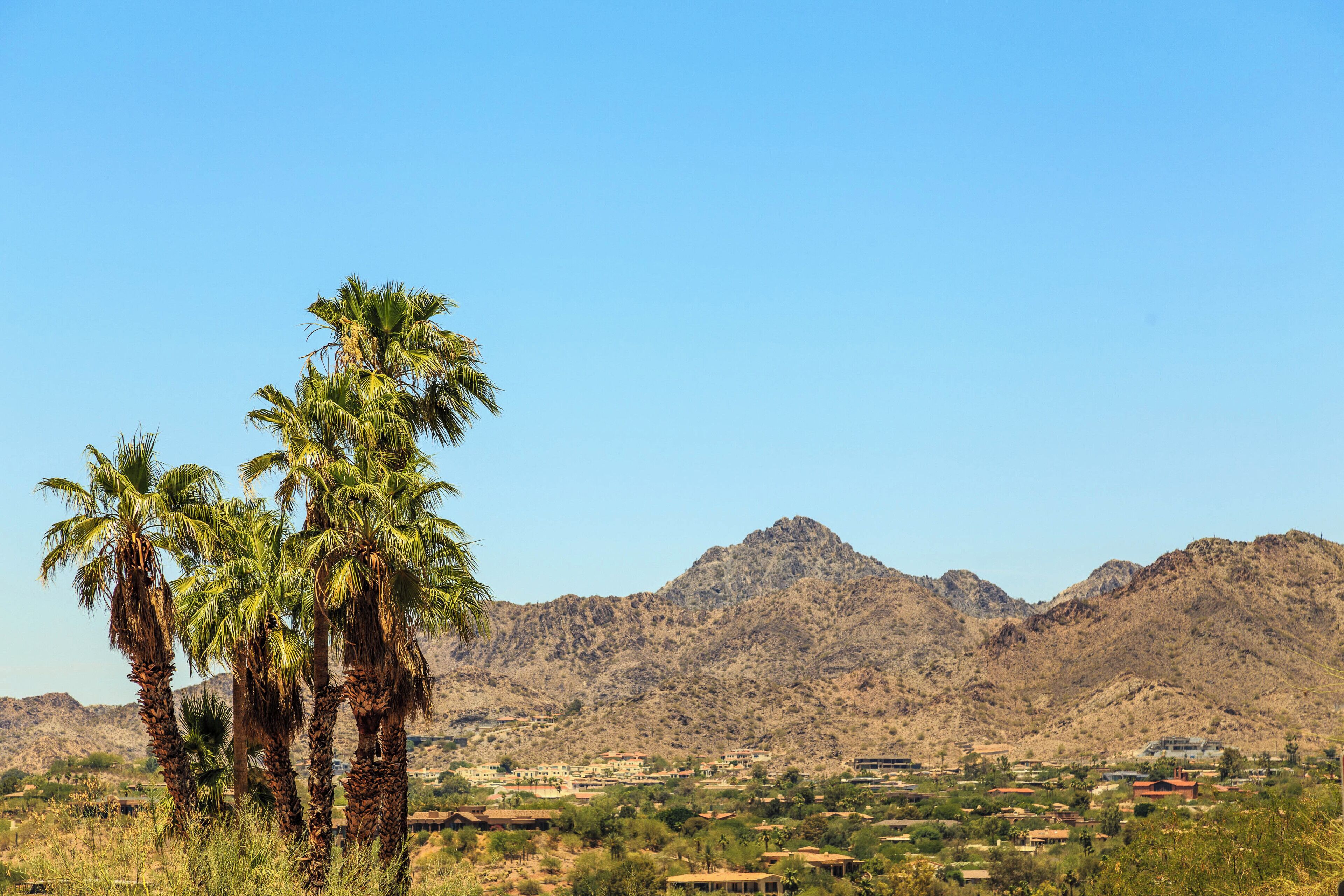 A desert landscape with palm trees and a mountainous backdrop.