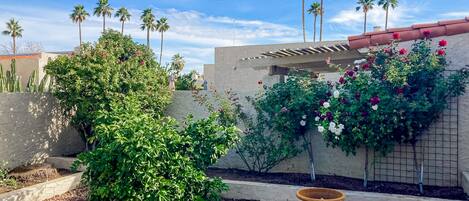 A garden with a variety of plants, including a large bush, flowering vines, and a cactus. There are also two decorative pots on the ground.
