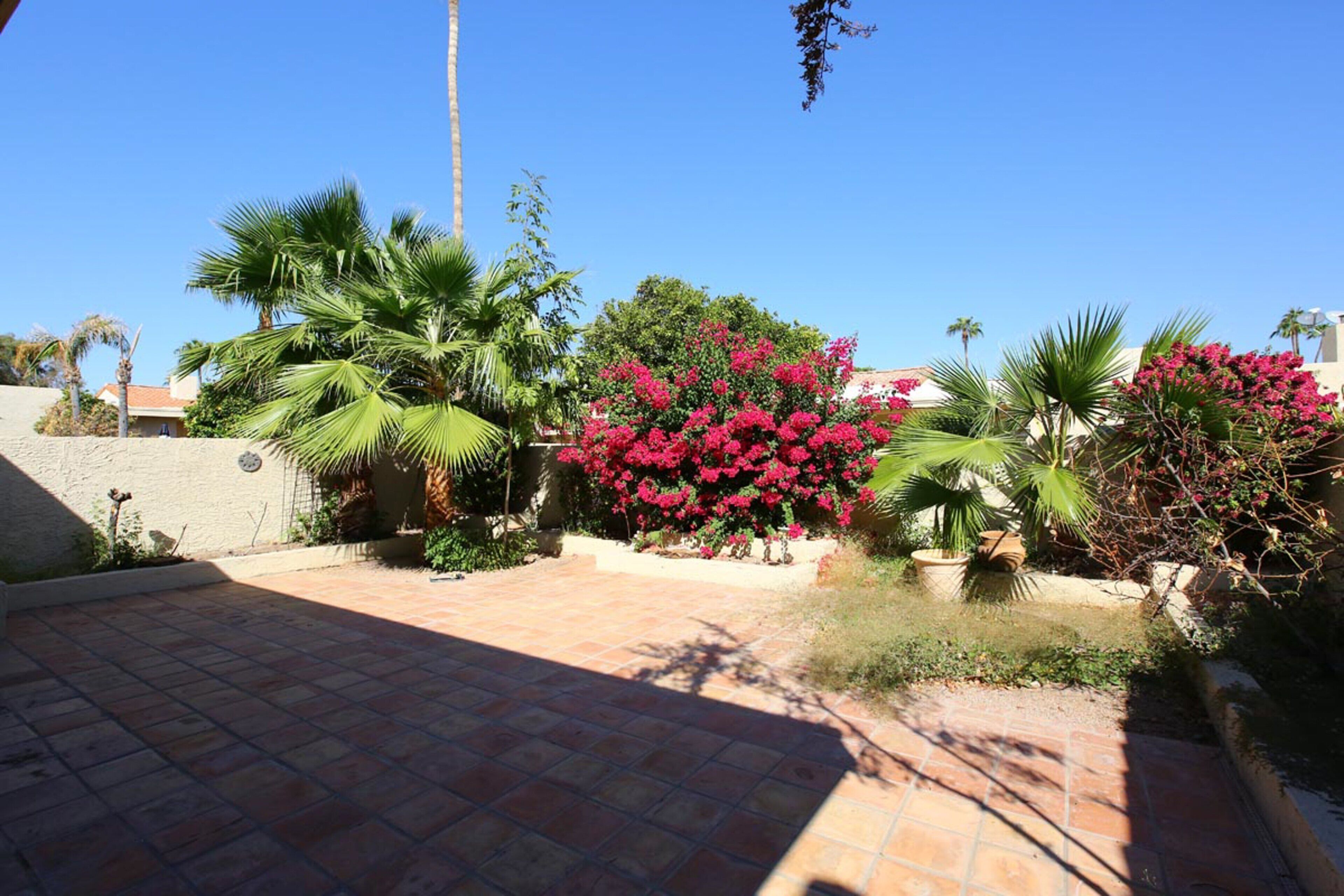 A paved patio area with palm trees and vibrant pink bougainvillea flowers.