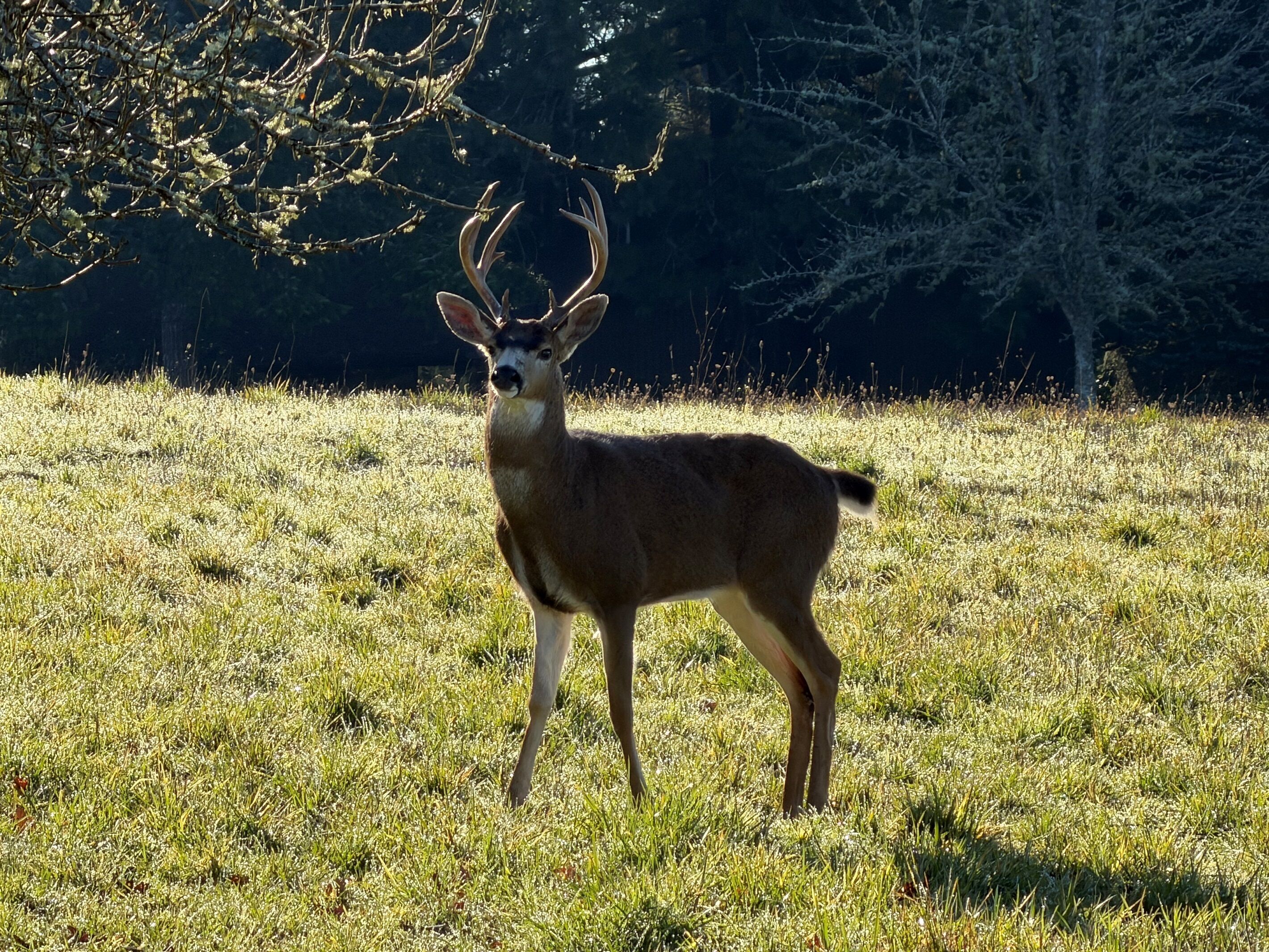 Un cerf se tient dans un champ herbeux, avec des arbres en arrière-plan.