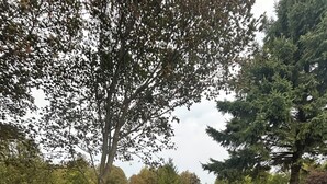 Eine Rasenfläche mit einer Steinsitzbank, Bäumen und einem Pavillon im Hintergrund.
