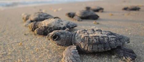 Check out the Kemps Ridley Sea Turtles releases