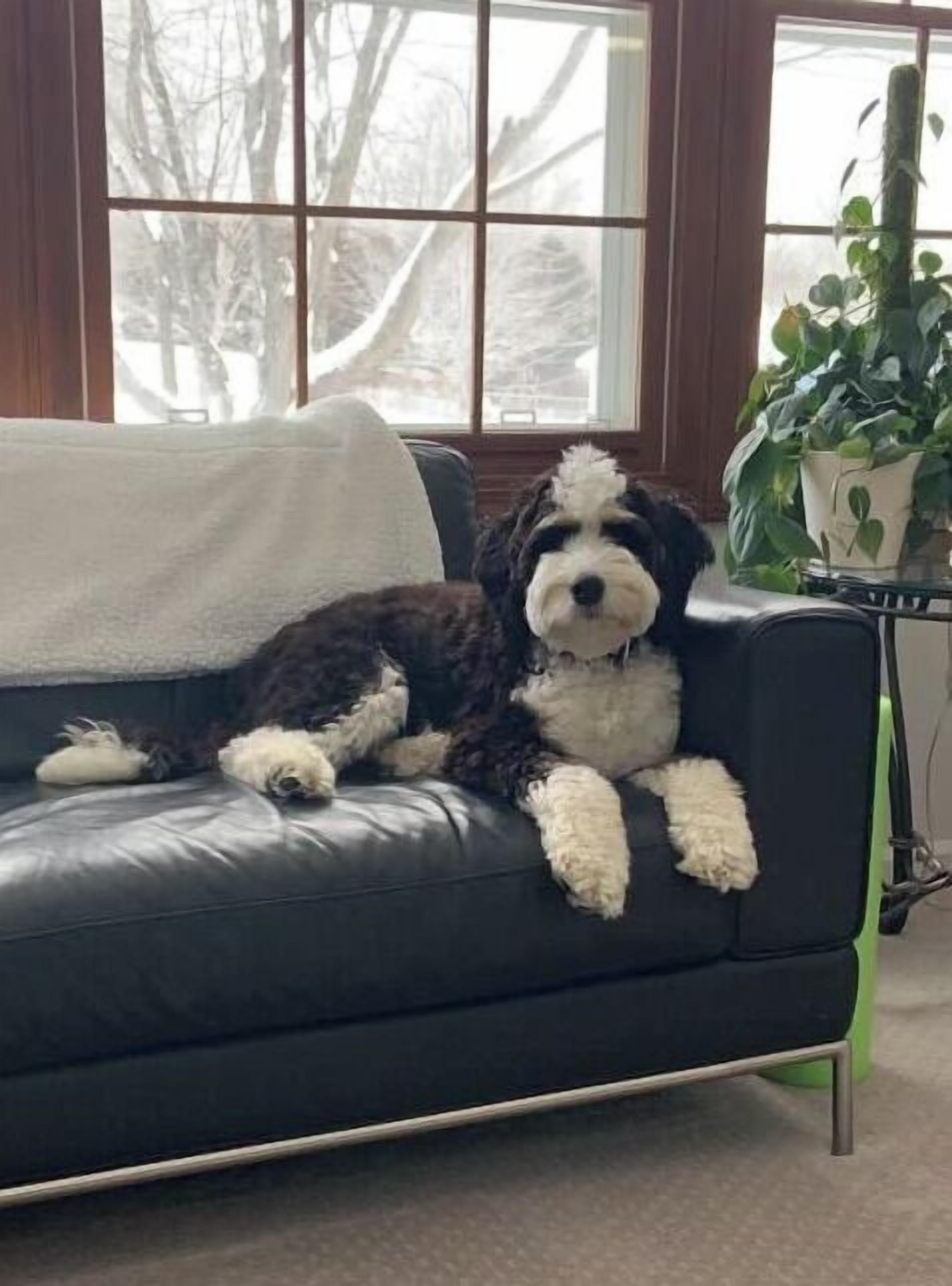 A dog lying on a black leather sofa in a room with a window and a potted plant.