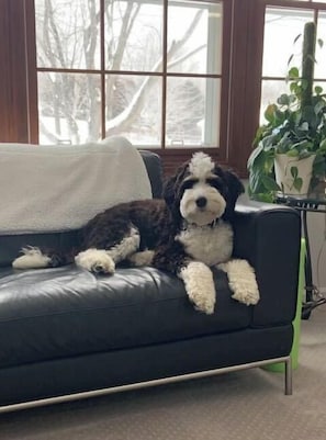 Ein Hund liegt auf einem schwarzen Ledersofa in einem Raum mit Fenster und Blumentopf.