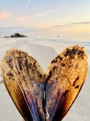 A close-up of a seashell with a heart shape, held against a backdrop of a beach and ocean. - Beautiful 3-bedroom POOL House in St. Petersburg (St. Petersburg)