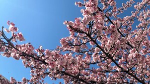 Cherry blossoms in full bloom against a clear sky, with buildings in the background. - Izu-atami Ocean View House (Atami)