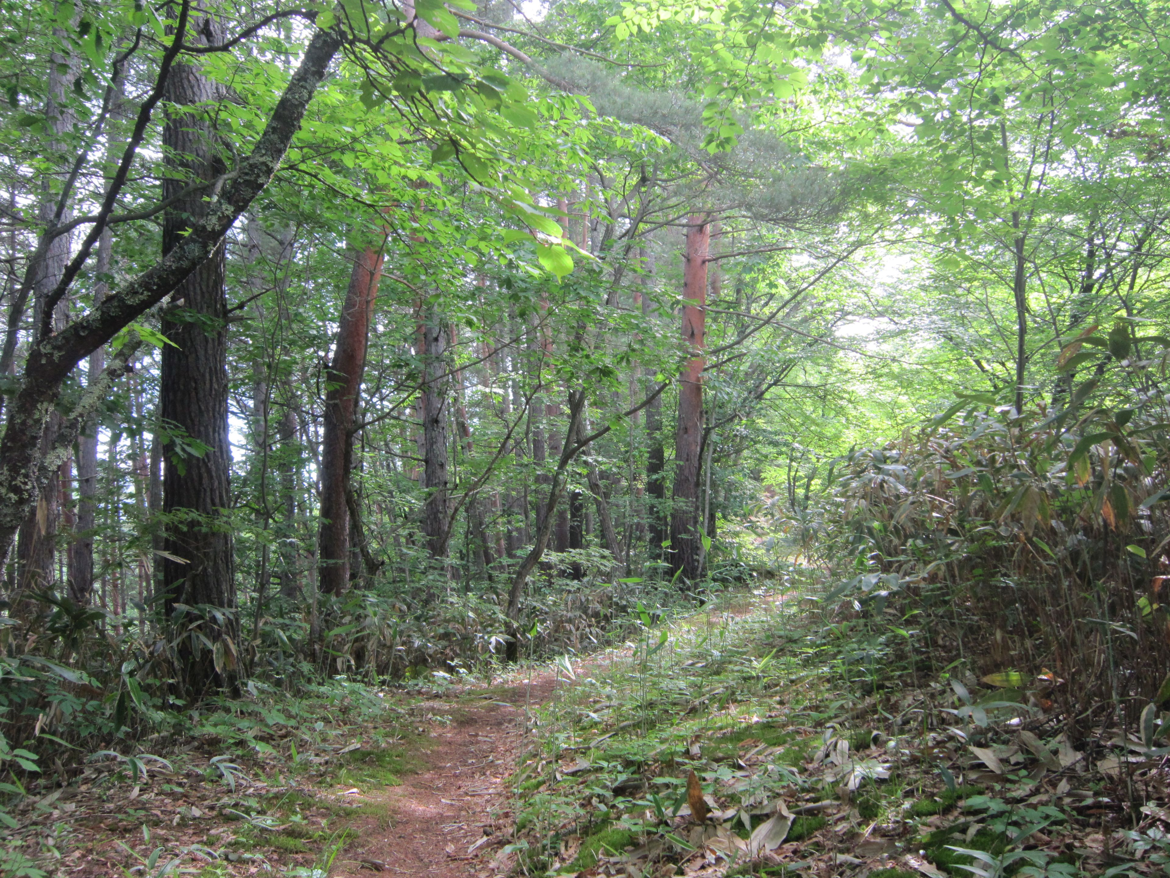 Un sendero en el bosque rodeado de altos árboles y maleza densa.