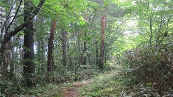 Un sendero en el bosque rodeado de altos árboles y maleza densa.