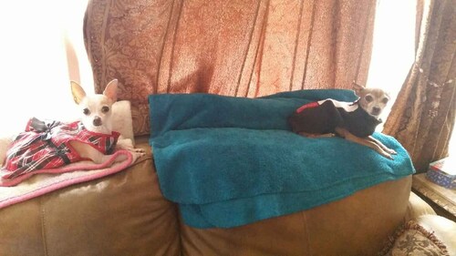 The Huntsville Nest / 2BR Near SHSU/Pool/WiFi/Free Parking