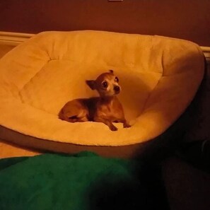 Lemmikkiystävällinen