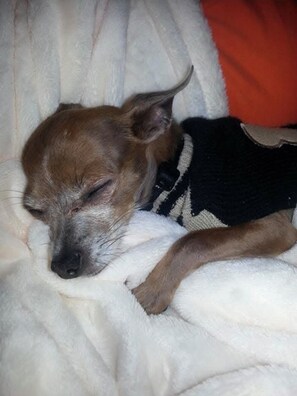 Lemmikkiystävällinen