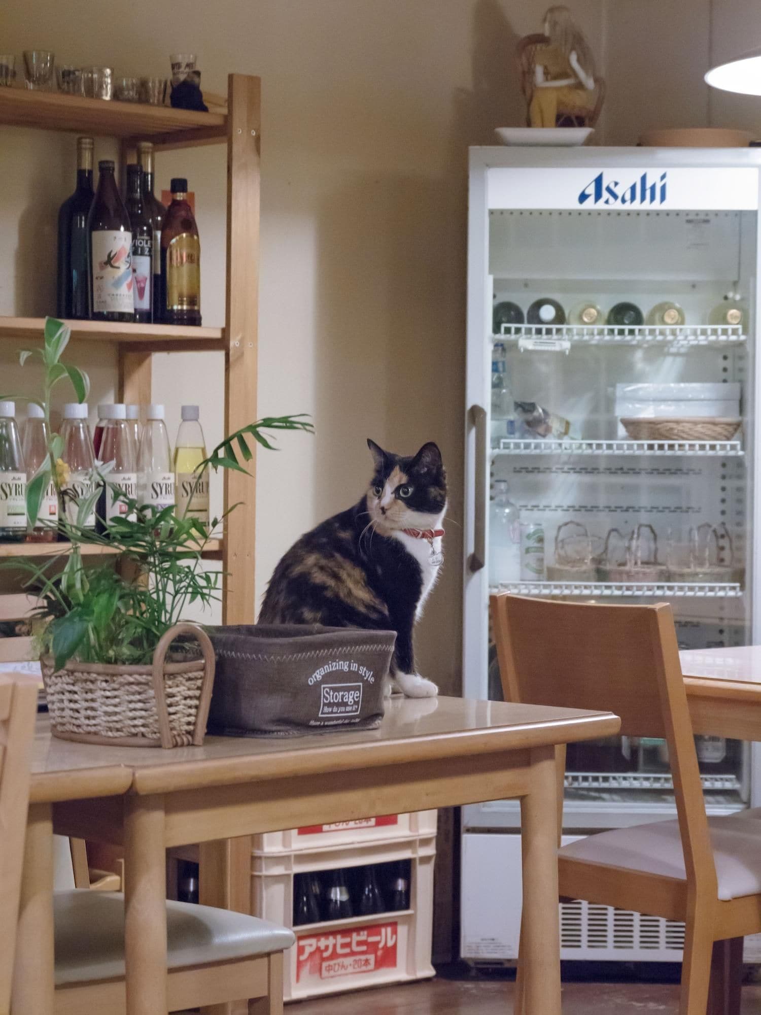 Un chat est assis sur une table dans une pièce meublée de meubles en bois, avec des étagères remplies de bouteilles et un réfrigérateur sur lequel est apposée une pancarte.
