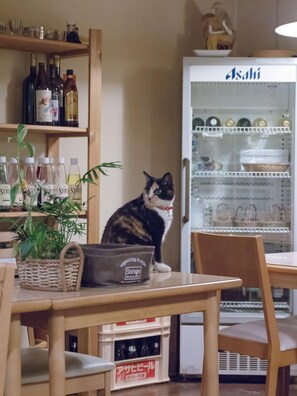 Eine Katze sitzt auf einem Tisch in einem Raum mit Holzmöbeln, Regalen mit Flaschen und einem Kühlschrank mit einem Schild.