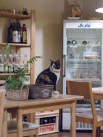Un gato sentado sobre una mesa en una habitación con muebles de madera, estantes con botellas y un refrigerador con un letrero.