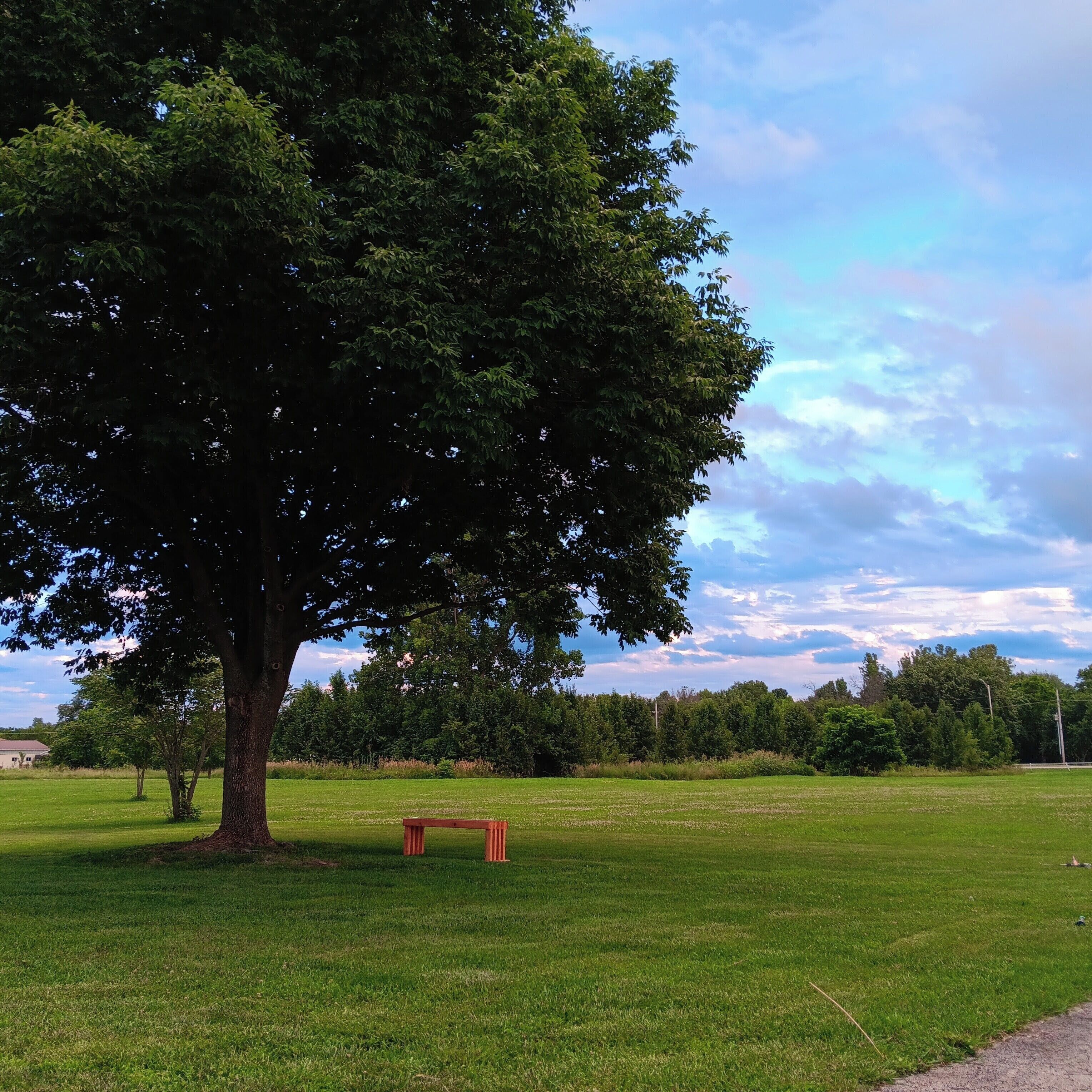 A park with a large tree, a bench, and a grassy field.