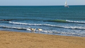 Una playa con olas, un velero y gaviotas.