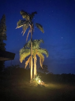 A single palm tree illuminated at night.