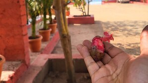 Una mano sosteniendo una flor roja, con un árbol y plantas en macetas al fondo.