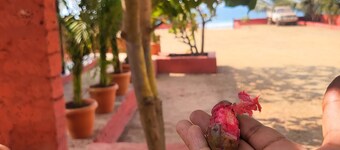 Private Beach attached Cozy Delux Cottages.